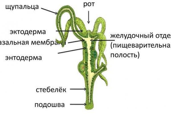 Кракен шеринг